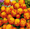 Kollektion med Tagetes