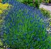 Lavendel 'Munstead'