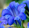 Höstgentiana
