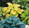 Funkia (Hosta) blandade