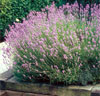 Lavendel 'Loddon Pink'