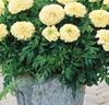 Tagetes 'Erecta Vanilla' F:1 hybrid