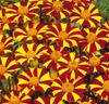 Tagetes 'Jolly Jester'
