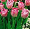 Tulpaner 'Angélique'