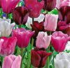 Tulpaner 'Olympic' Mix