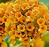Syrenbuddleja 'Sungold'