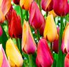 Tulpaner 'Lefeber' Mix