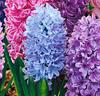 Hyacinter Mix