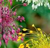 Allium 'Fyrverkeri' Mix