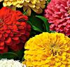 Zinnia elegans 'Zesty' Mix
