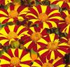 Tagetes 'Jolly Jester'