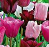 Tulpaner 'Olympic' Mix