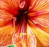 Amaryllis 'Exotica'®