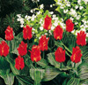 Tulpaner 'Rödluvan'