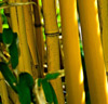 Bambu 'Aurea'