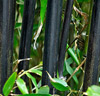 Bambu 'Nigra'