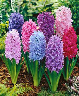 Hyacinter Mix