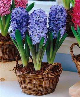 Hyacinter för krukor och glas 'Delfts Blauw'