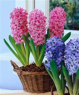 Hyacinter för krukor och glas 'Pink Pearl'