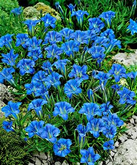 Höstgentiana
