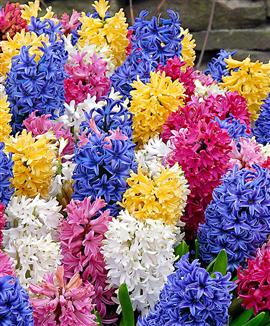 Hyacinter Mix