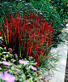Japanskt blodgräs 'Red Baron'