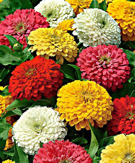 Zinnia elegans 'Zesty' Mix