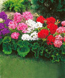 Kollektion med storblommande pelargonior