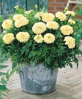 Tagetes 'Erecta Vanilla' F:1 hybrid