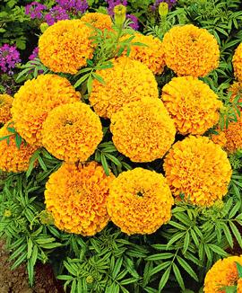 Tagetes 'Golden Age'
