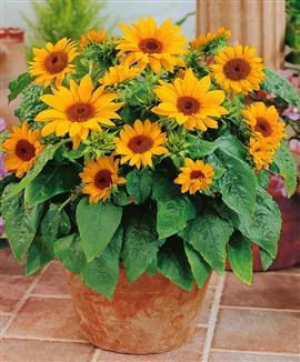 Solrosor till krukor