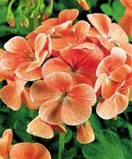 Storblommande pelargonior 'Cherie' orange