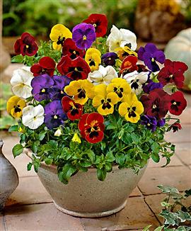 Vinterblommande, storblommiga violer i Mix