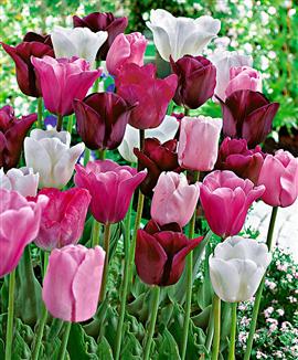 Tulpaner 'Olympic' Mix
