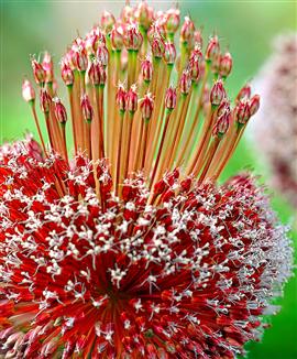 Allium 'Forelock'