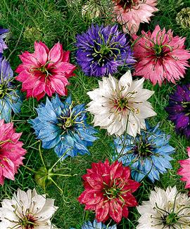 Jungfrun i det gröna