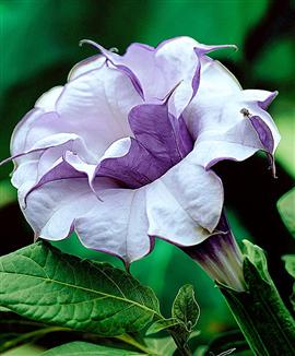 Kollektion med Änglatrumpeter