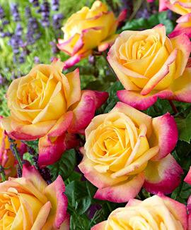 Ros 'Pullman Orient Express'