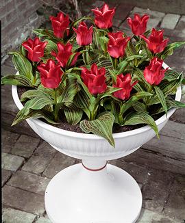 Tulpaner 'Rödluvan'