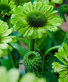 Solhatt 'Green Jewel'