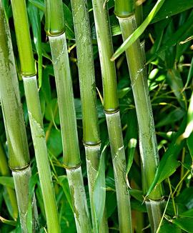 Bambu 'Bissetti'