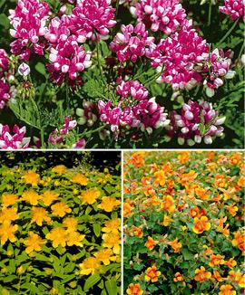 Kollektion med marktäckare