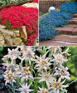 Kollektion med martäckande växter