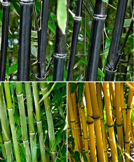 Kollektion med Bambu