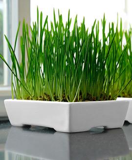 Små lådor med kattgräs