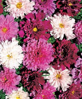 Cosmea 'Double Click'