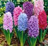 Hyacinter Mix