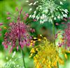 Allium 'Fyrverkeri' Mix