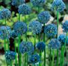 Allium caeruleum
