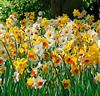 Narcisser Mix